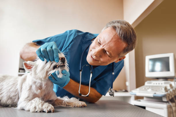 Best Weekend Emergency Dentist in Manteno, IL